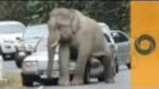 Ядосаният Слон от Тайланд се катери по колите Thailand: This Angry Elephant Really Does Not Like Cars - Videoclip.bg