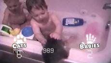 Котки срещу бебета - Videoclip.bg