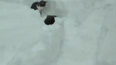 Котки си играят и се крият в снега - Videoclip.bg