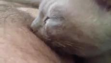 Гладно котенце - Смях! - Videoclip.bg