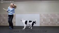 Куче танцува великолепно с готината си стопанка   - Videoclip.bg
