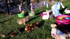 Сладки малки кученца, пиленца и зайчета празнуват Великден - Videoclip.bg