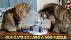 Norwegian Forest Cats solving a puzzle for dogs | Trixie Dog Activity | Part 1 - Videoclip.bg