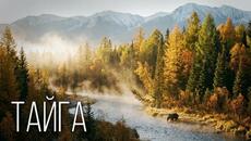 Тайга: Суровое Северное Царство | Интересные факты про Тайгу - Videoclip.bg
