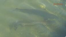 Тайната на есетровите риби - килограм хайвер на стойност 600 евро? - Videoclip.bg