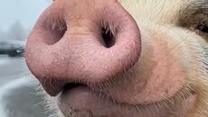 Еко мотор - Videoclip.bg