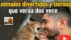 Animales divertidos y tiernos que verás dos veces - Videoclip.bg