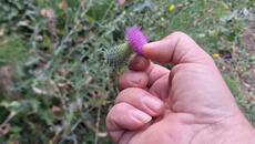 Магарешки бодил какво лекува. - Videoclip.bg