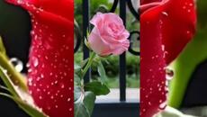 АНТОАН АНТОНОВ ЖЕНАТА - РОЗА (ОРИГИНАЛЕН ЗАПИС) - Videoclip.bg