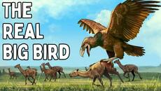 The Largest Dinosaur To Ever Fly - Videoclip.bg