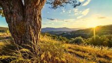 Емил Димитров - Трева - Videoclip.bg