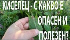 КИСЕЛЕЦ - ОПАСЕН И  ПОЛЕЗЕН SORREL - DANGEROUS AND BENEFICIAL #forage #herbs #edibleplants - Videoclip.bg