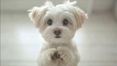 ❤️Човек няма две сърца - едно за хората, друго за животните! Той или има сърце, или няма!-(Valerijs)❤️ - Videoclip.bg