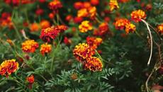 „Духът на България“ (Rap / Motivational / Hip-Hop) - Videoclip.bg