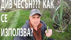 ДИВ ЧЕСЪН ЛИ Е ТОВА? WILD GARLIC? #forage #forageharvest #herbs #nature #edibleplants - Videoclip.bg