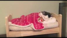 Cat Puts Herself to Sleep in Tiny Human Bed - Videoclip.bg