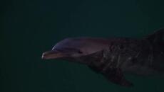 Флиппер  Flipper 1996 RUaBGsu(2) - Videoclip.bg