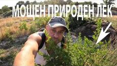 МОЩЕН ПРИРОДЕН ЛЕК - POWERFUL MEDICINAL PLANT #wormwood #herbs #medicinalplants #forage #билки - Videoclip.bg