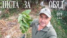 ЛИСТА ЗА ОБЯД LEAVES FOR LUNCH #foraging #edibleplants #herbs #yard #билки #salad - Videoclip.bg