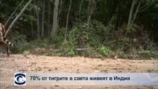 70% от тигрите в света живеят в Индия - Videoclip.bg