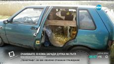 Малко теленце стана пътник в лека кола! ВИДЕО - Videoclip.bg