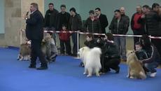 Международна Изложба в Пловдив на Ловни Кучета в Пловдивският панаир - Videoclip.bg