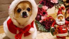 Има куче-няма куче! Чихуахуа срещу сняг - Videoclip.bg