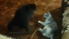 Енот бори котарак - Videoclip.bg