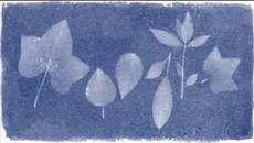 216 години от рождението на Анна Аткинс (Anna Atkins) - Videoclip.bg