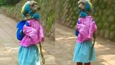 Poodle Dog Dressed Like Schoolgirl - Dog Walking On Two Legs - Little Girl Dog In China - Videoclip.bg