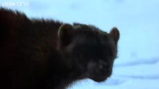 Walk On The Wild Side - Episode 3 - Videoclip.bg