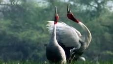 Walk On The Wild Side - Episode 5 - Videoclip.bg