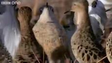 Walk On The Wild Side - Episode 2 - Videoclip.bg