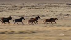Bond - Duel (hectic Mix) - Videoclip.bg