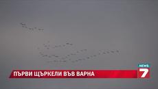 Огромно ято щъркели прелетя над Варна - Videoclip.bg