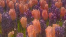 Spring My Love - Videoclip.bg