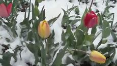 Пролет -  Шопен -  "Валс до # минор №7" - Videoclip.bg