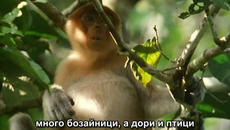 Личният живот на растенията - РАЗВИТИЕ (The Private Life Of Plants - Growing) - Videoclip.bg