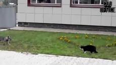 Котка атакува куче! Само в Русия - Videoclip.bg