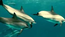 Сини делфини! Richard Clayderman - Blue dolphin - Videoclip.bg