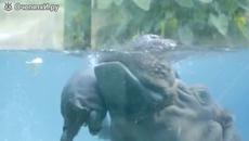 Бебе хопопотамче се учи да плува с помоща на майка си - Videoclip.bg