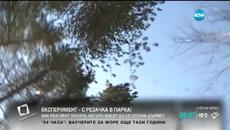 Как реагират хората, когато видят човек с резачка в природен парк? Експеримент на предаването „Комбина”! - Videoclip.bg