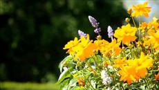 Beautiful flowers and insects - Videoclip.bg