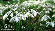 Blooming flowers and dancing - Videoclip.bg
