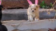 Вълшебството на Великден! Кученца, пиленца и зайчета празнуват - Videoclip.bg