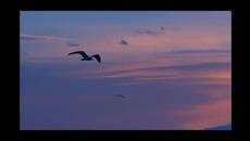 Превод!!! Благословен...  Elton John - Blessed - Videoclip.bg