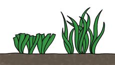 Тайният социален живот на растенията.. - Videoclip.bg