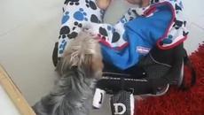 Бебе спи сладко ...Куче пази и завива бебе - Videoclip.bg