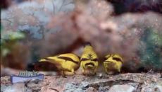 Андре Леон Marie Nicolas Rieu  - Нощна серенада - Videoclip.bg