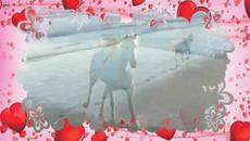 Richard Marx "Angelia" - Videoclip.bg